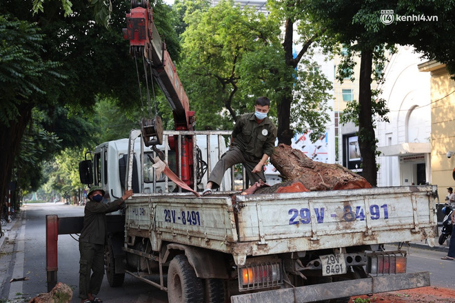 Hà Nội: Cây si bất ngờ bật gốc, đổ chắn ngang đường Lý Thái Tổ-10
