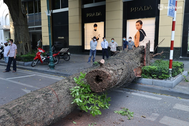 Hà Nội: Cây si bất ngờ bật gốc, đổ chắn ngang đường Lý Thái Tổ-3