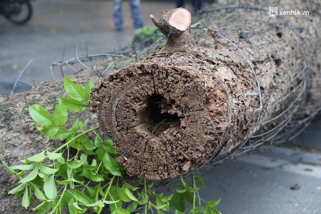 Hà Nội: Cây si bất ngờ bật gốc, đổ chắn ngang đường Lý Thái Tổ-4