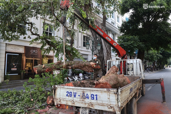 Hà Nội: Cây si bất ngờ bật gốc, đổ chắn ngang đường Lý Thái Tổ-9