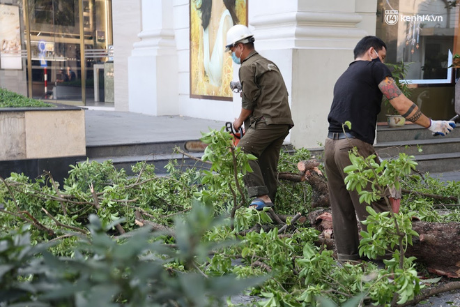 Hà Nội: Cây si bất ngờ bật gốc, đổ chắn ngang đường Lý Thái Tổ-8