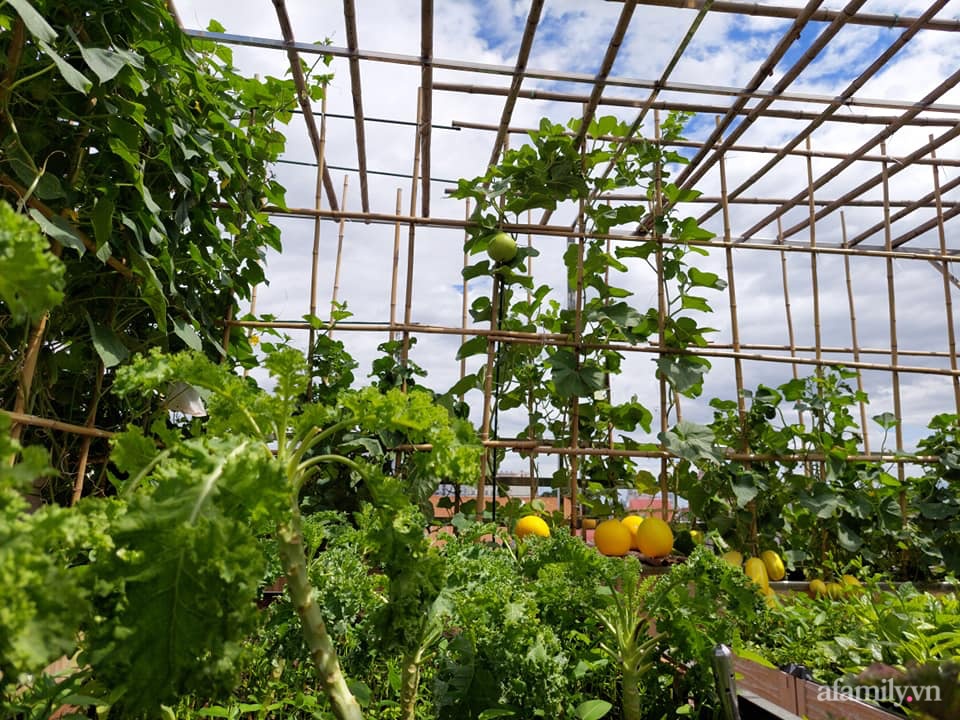 Sân thượng 50m² không khác gì trang trại với đủ loại rau quả sạch theo mùa của mẹ đảm ở Hà Nội-1