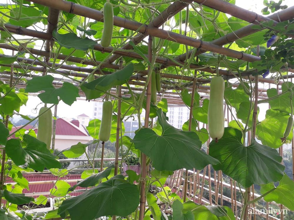 Sân thượng 50m² không khác gì trang trại với đủ loại rau quả sạch theo mùa của mẹ đảm ở Hà Nội-2