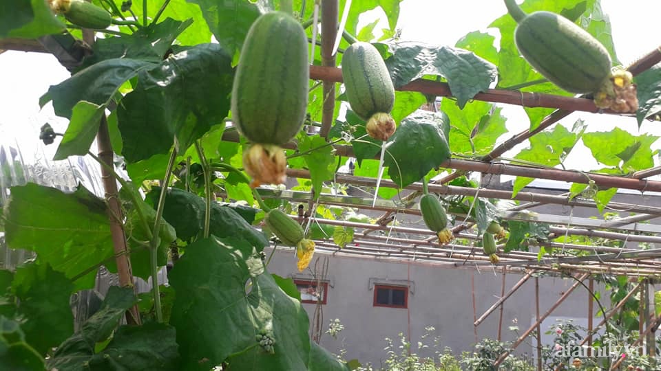 Sân thượng 50m² không khác gì trang trại với đủ loại rau quả sạch theo mùa của mẹ đảm ở Hà Nội-4