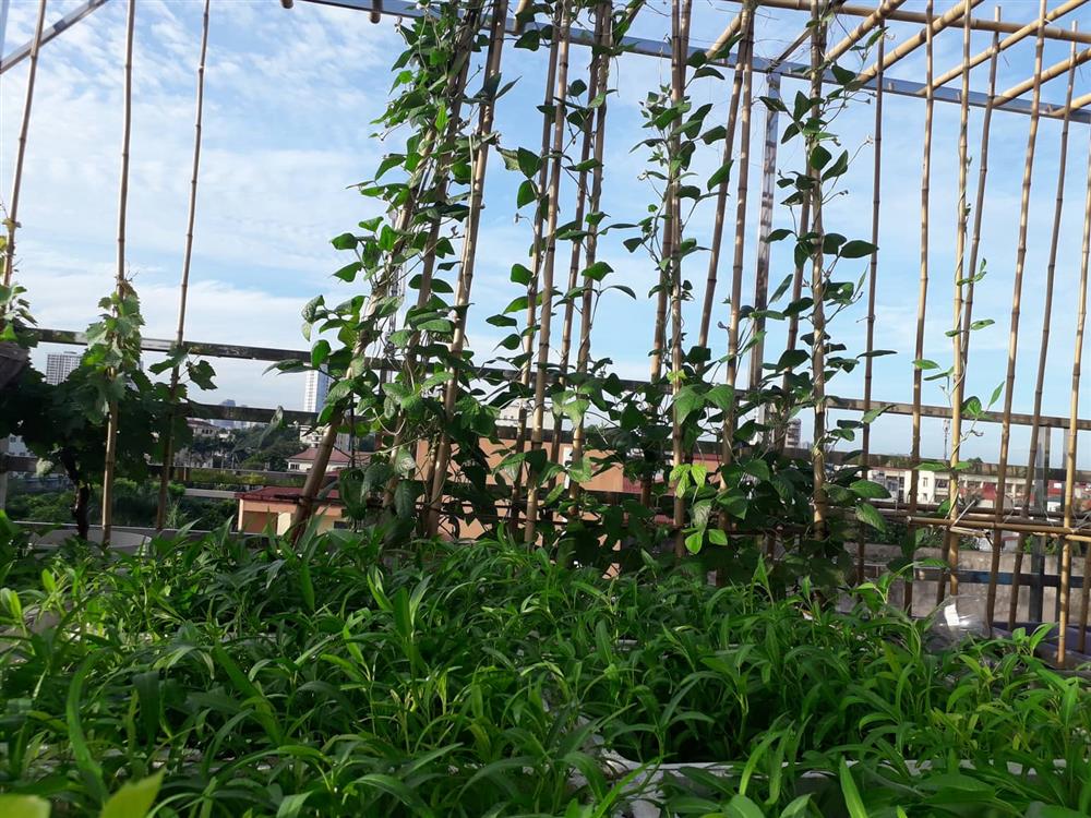 Sân thượng 50m² không khác gì trang trại với đủ loại rau quả sạch theo mùa của mẹ đảm ở Hà Nội-5