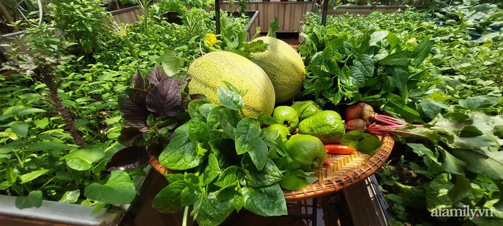 Sân thượng 50m² không khác gì trang trại với đủ loại rau quả sạch theo mùa của mẹ đảm ở Hà Nội-6
