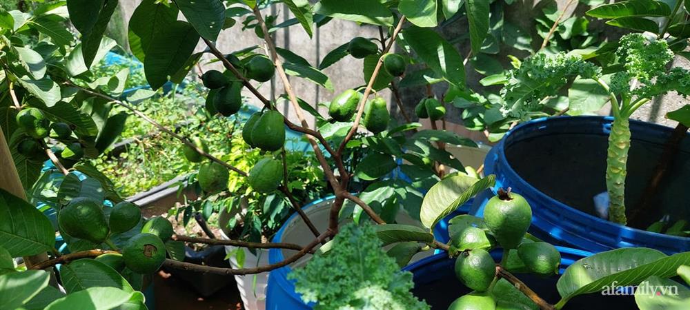 Sân thượng 50m² không khác gì trang trại với đủ loại rau quả sạch theo mùa của mẹ đảm ở Hà Nội-7