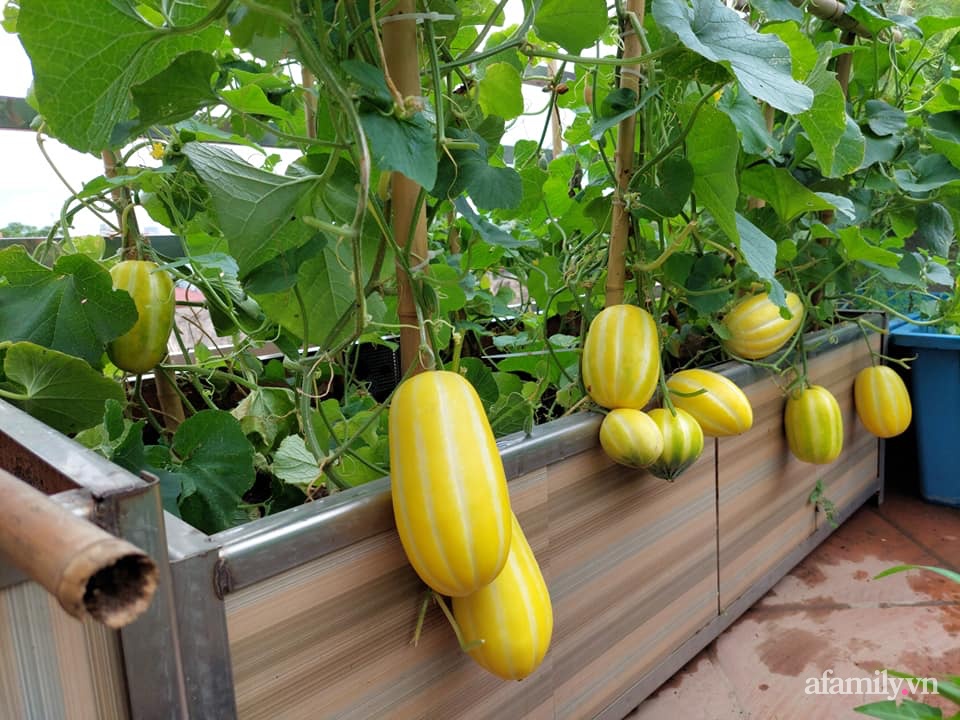 Sân thượng 50m² không khác gì trang trại với đủ loại rau quả sạch theo mùa của mẹ đảm ở Hà Nội-8