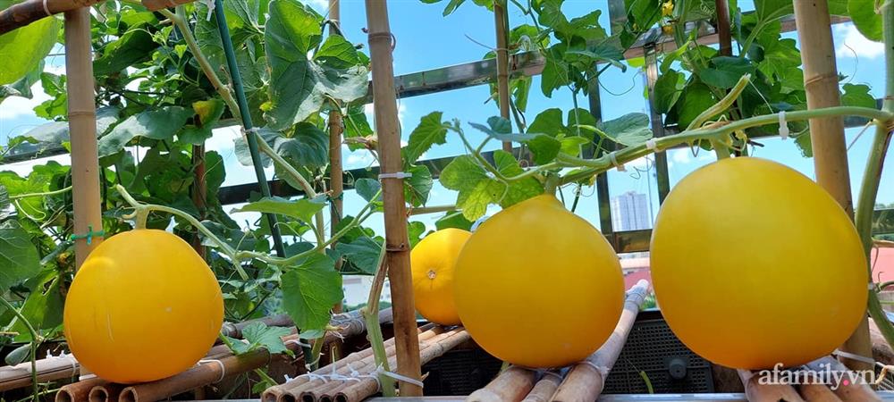 Sân thượng 50m² không khác gì trang trại với đủ loại rau quả sạch theo mùa của mẹ đảm ở Hà Nội-9
