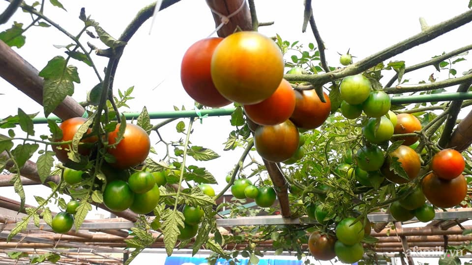 Sân thượng 50m² không khác gì trang trại với đủ loại rau quả sạch theo mùa của mẹ đảm ở Hà Nội-10