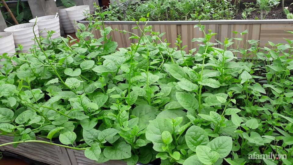 Sân thượng 50m² không khác gì trang trại với đủ loại rau quả sạch theo mùa của mẹ đảm ở Hà Nội-11