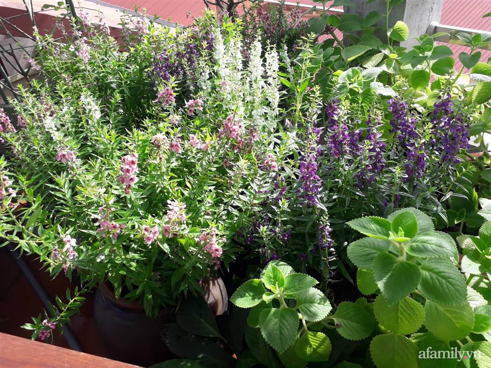 Sân thượng 50m² không khác gì trang trại với đủ loại rau quả sạch theo mùa của mẹ đảm ở Hà Nội-12