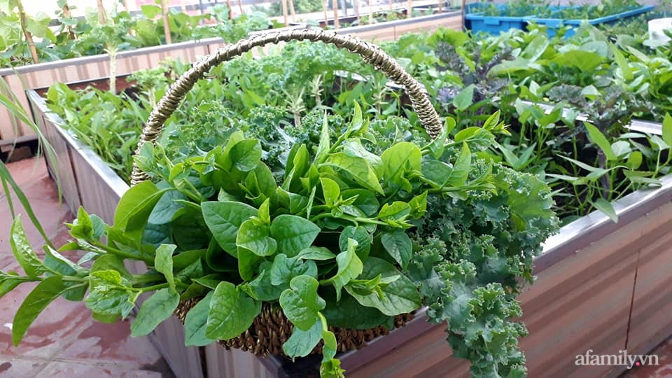Sân thượng 50m² không khác gì trang trại với đủ loại rau quả sạch theo mùa của mẹ đảm ở Hà Nội-13