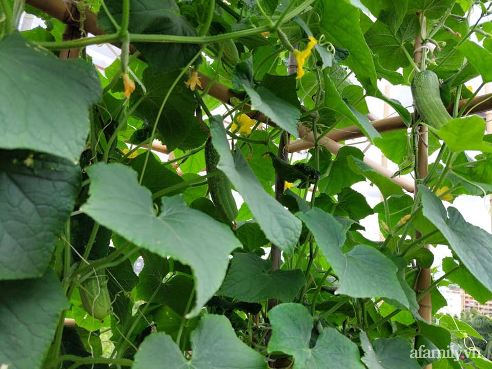 Sân thượng 50m² không khác gì trang trại với đủ loại rau quả sạch theo mùa của mẹ đảm ở Hà Nội-14