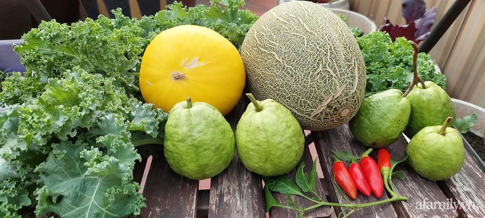 Sân thượng 50m² không khác gì trang trại với đủ loại rau quả sạch theo mùa của mẹ đảm ở Hà Nội-15