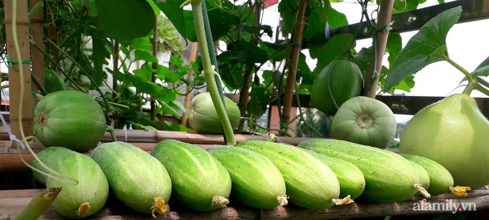 Sân thượng 50m² không khác gì trang trại với đủ loại rau quả sạch theo mùa của mẹ đảm ở Hà Nội-17