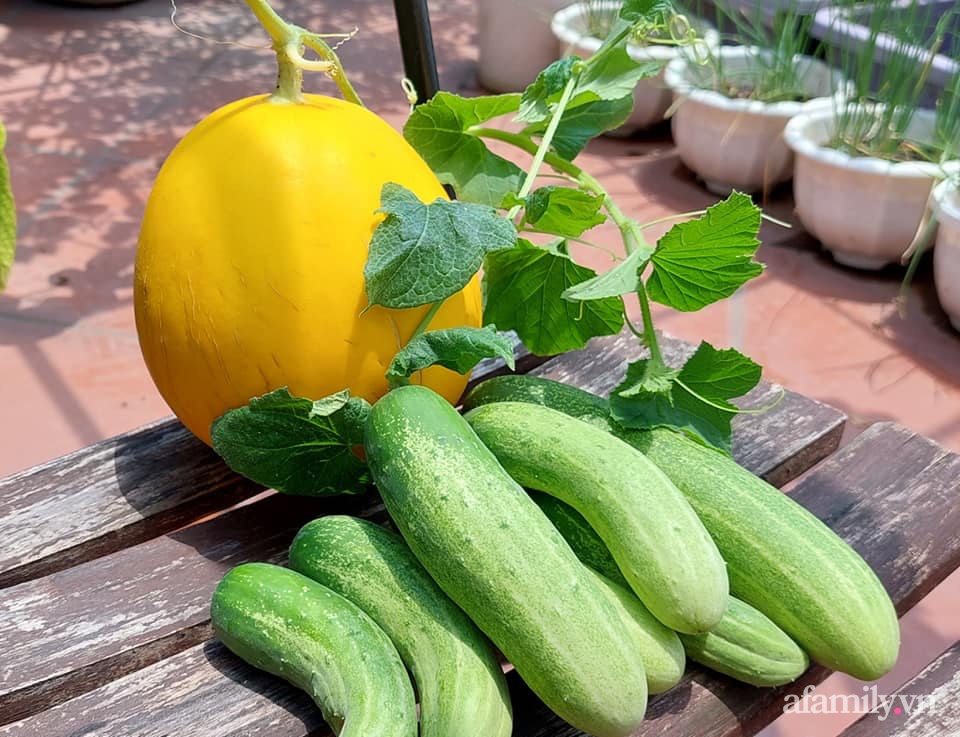 Sân thượng 50m² không khác gì trang trại với đủ loại rau quả sạch theo mùa của mẹ đảm ở Hà Nội-18