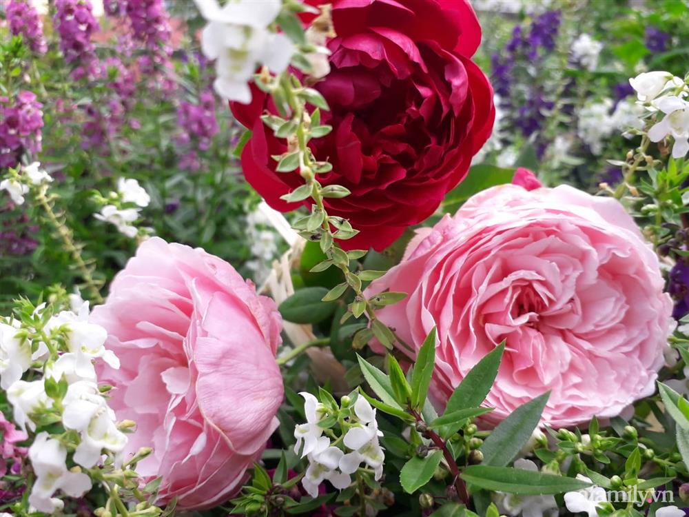 Sân thượng 50m² không khác gì trang trại với đủ loại rau quả sạch theo mùa của mẹ đảm ở Hà Nội-26