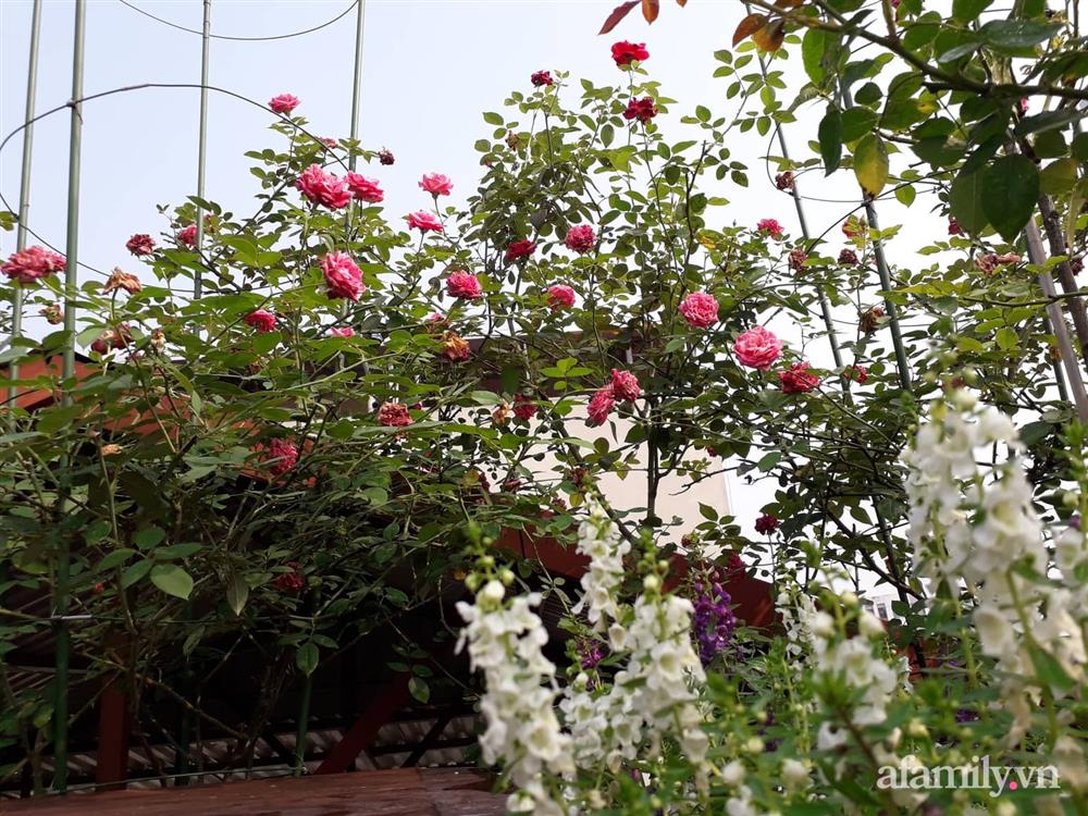 Sân thượng 50m² không khác gì trang trại với đủ loại rau quả sạch theo mùa của mẹ đảm ở Hà Nội-27