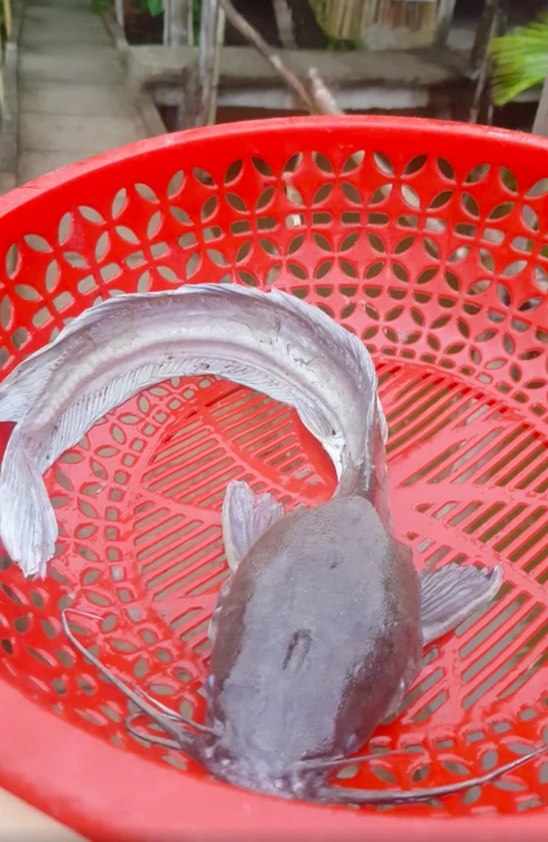 Cô nàng về quê khoe bắt được con cá trê ốm nhất Việt Nam”, nhìn hình dáng thì ai cũng rợn người-2