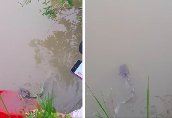 Cô nàng về quê khoe bắt được con cá trê ốm nhất Việt Nam”, nhìn hình dáng thì ai cũng rợn người-3