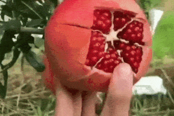 Độc đáo cách cắt lựu và tách hột không tốn thời gian