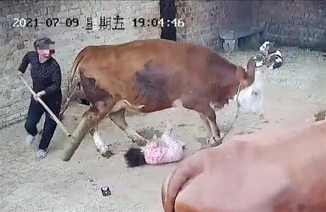 Bé gái 4 tuổi bị bò nổi điên tấn công, đoạn video ghi lại cảnh tượng thót tim khiến dân mạng bàn tán sôi nổi-1