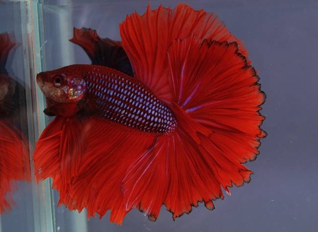 Vợ chồng giận nhau vì chồng bỏ ra số tiền ngang mua cái xe máy để rước con cá bé tẹo về nhà-11