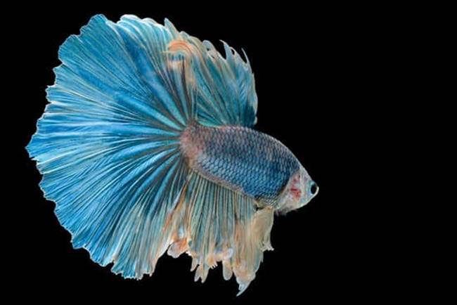 Vợ chồng giận nhau vì chồng bỏ ra số tiền ngang mua cái xe máy để rước con cá bé tẹo về nhà-7