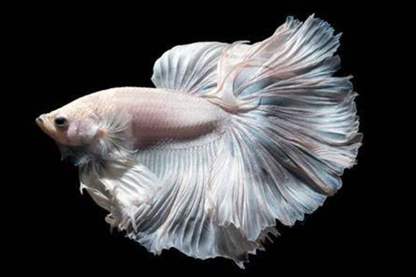 Bất chấp khách hàng phản đối, giá xe Honda Vision vượt mốc 50 triệu đồng-2