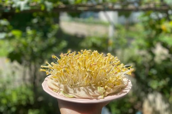 Mẹ Sài Gòn chia sẻ mẹo bảo quản 1 tuần đối với rau xanh để ít phải ra ngoài đi chợ-10