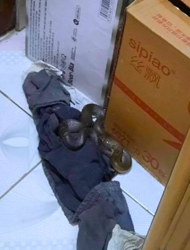 Kinh hãi con rắn lớn trườn nhanh vào nhà dân ở Nghệ An, tấn công chú chó-1