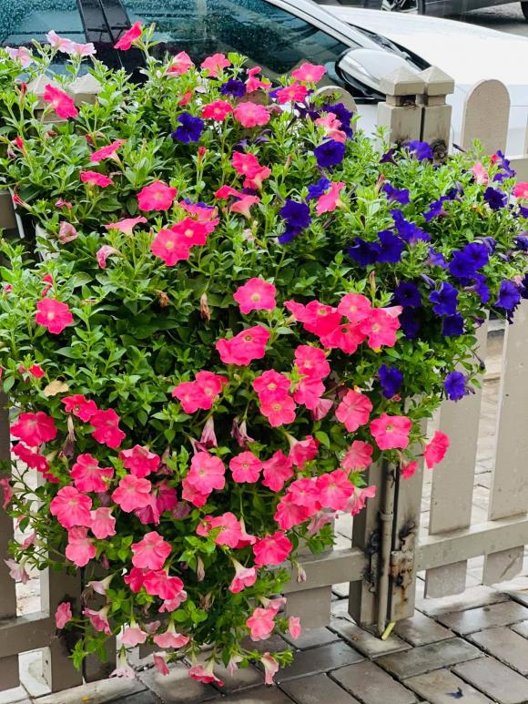 Nhật Kim Anh hóa nông dân chăm sóc vườn rau xanh mướt vào mùa dịch-18