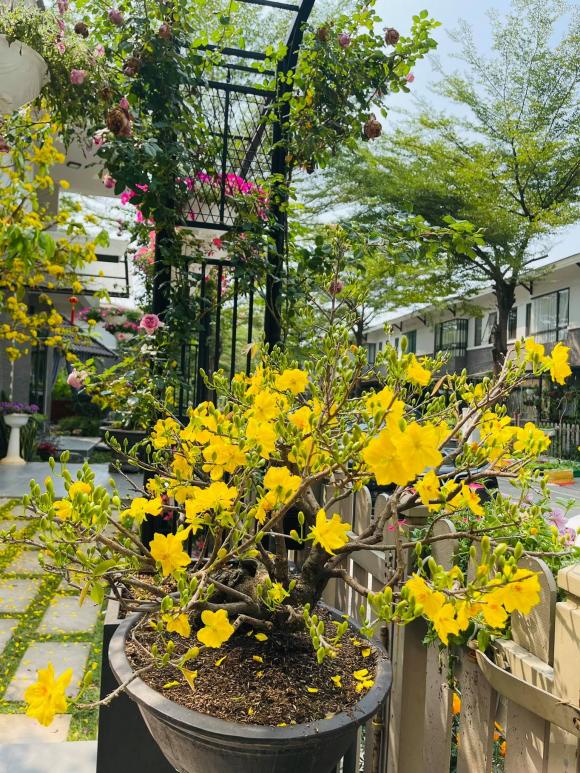 Nhật Kim Anh hóa nông dân chăm sóc vườn rau xanh mướt vào mùa dịch-19