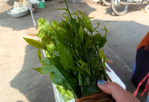 Hà Nội: Rau ngót 200.000 đồng/kg khiến ai cũng sửng sốt-3