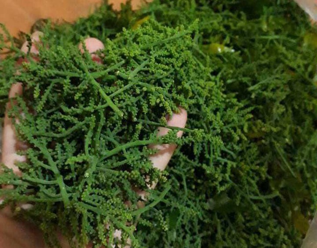 Hà Nội: Rau ngót 200.000 đồng/kg khiến ai cũng sửng sốt-11