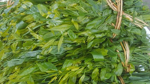 Hà Nội: Rau ngót 200.000 đồng/kg khiến ai cũng sửng sốt-2