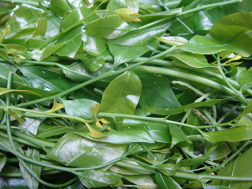 Hà Nội: Rau ngót 200.000 đồng/kg khiến ai cũng sửng sốt-5