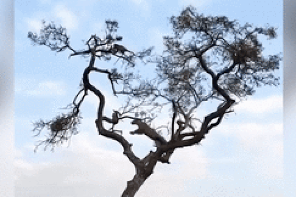 Clip: Khỉ liều mạng trêu chọc chúa sơn lâm và cái kết cực hài hước-1