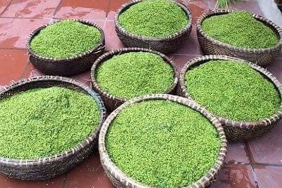 Mất giá một nửa, cốm nếp nương đầu mùa rẻ chưa từng có