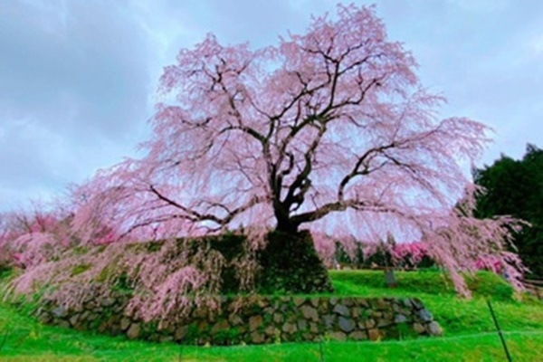 Ngỡ ngàng ngắm hoa anh đào nở rộ trong sắc thu đỏ vàng rực rỡ ở Nhật Bản-1