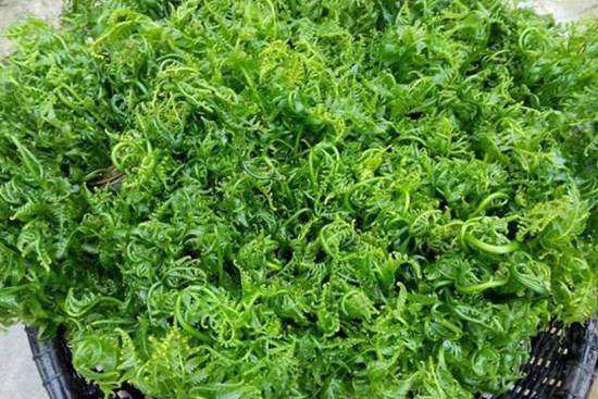 'Sốt xình xịch' mua rau trường sinh vài trăm nghìn/kg vì đồn có tác dụng chữa bệnh