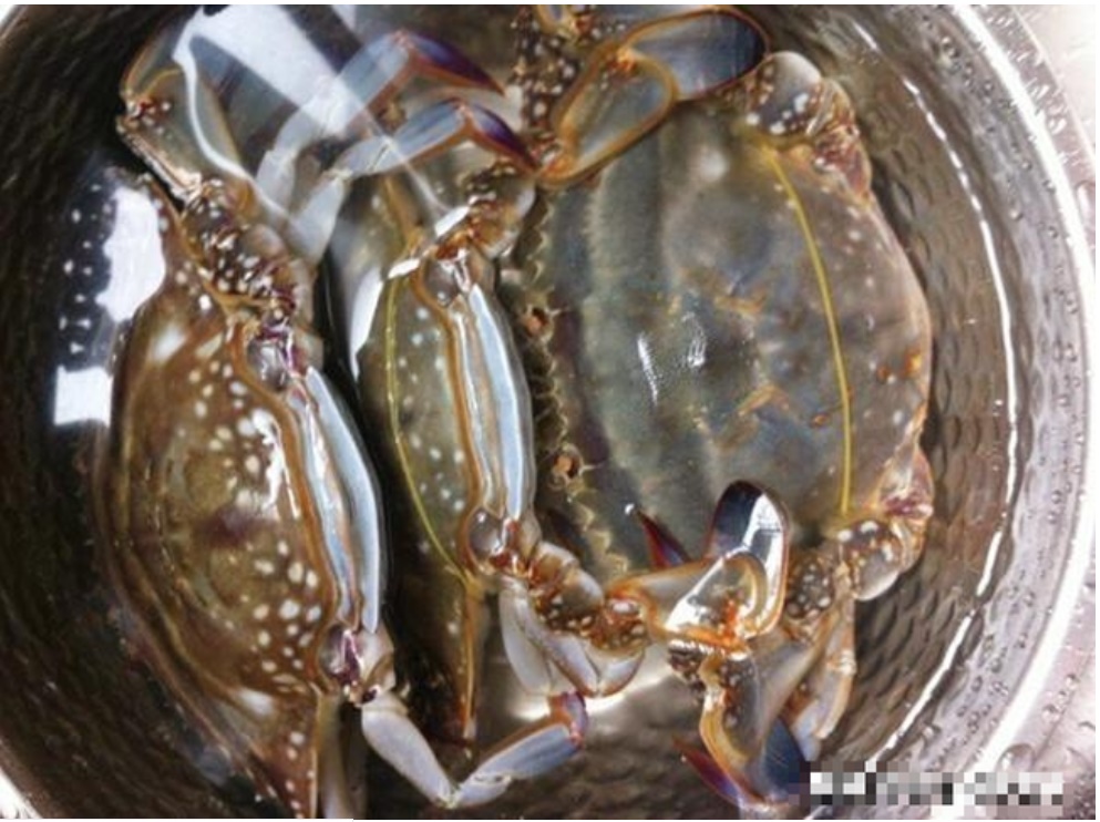 Hấp ghẹ đừng chỉ cho gừng, sả, thêm ngay loại nước này đảm bảo ghẹ mềm, thơm và tươi hơn-2