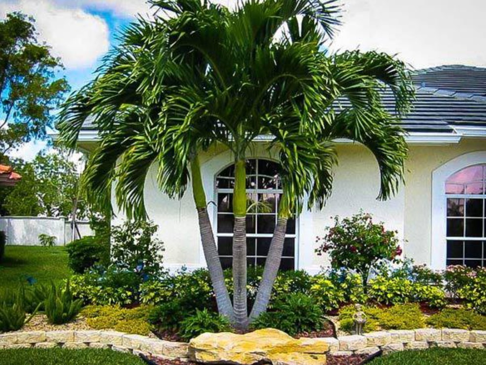 2 loại cây trồng trước nhà giúp gia chủ giàu có, 3 loại nên tránh xa kẻo tán lộc-1