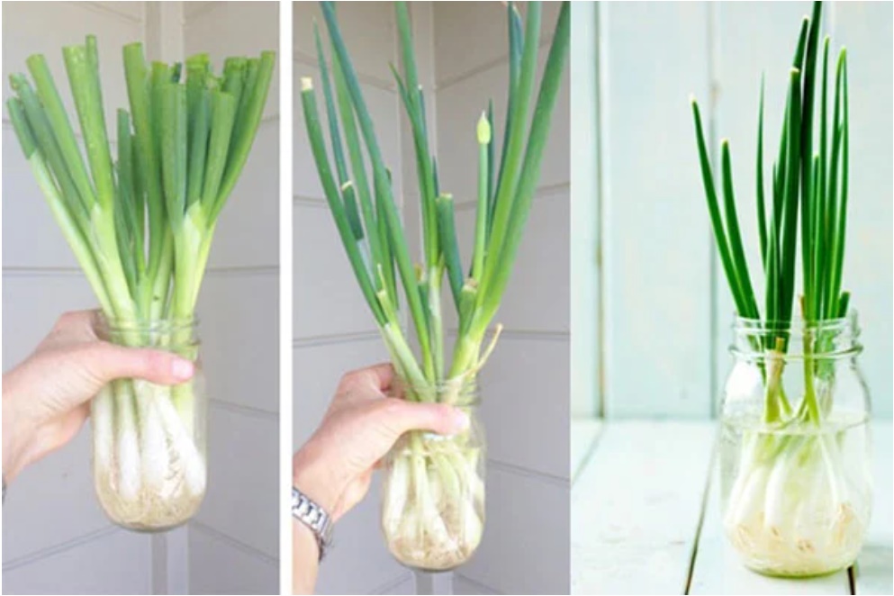 Trồng hành lá tại nhà chỉ cần 1 chai nhựa hoặc cốc nước, sau 3 ngày hành xum xuê ăn thoải mái cả tuần-1