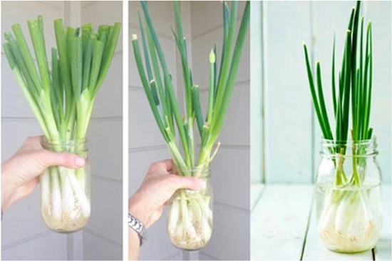 Trồng hành lá tại nhà chỉ cần 1 chai nhựa hoặc cốc nước, sau 3 ngày hành xum xuê ăn thoải mái cả tuần