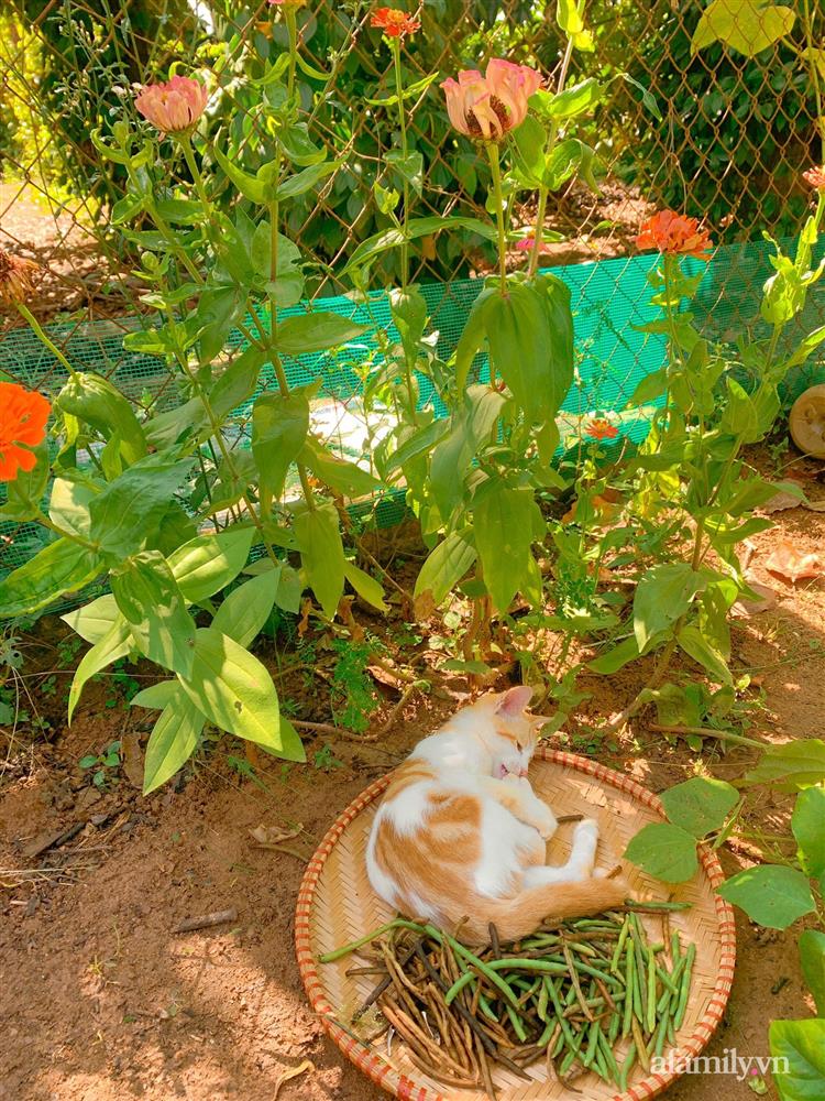 Cuộc sống yên bình bên khu vườn 2000m² sau hai năm bỏ phố về quê của cặp vợ chồng 9X-10