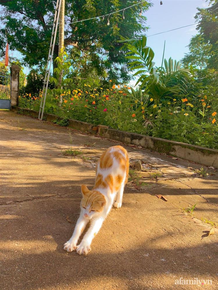 Cuộc sống yên bình bên khu vườn 2000m² sau hai năm bỏ phố về quê của cặp vợ chồng 9X-9