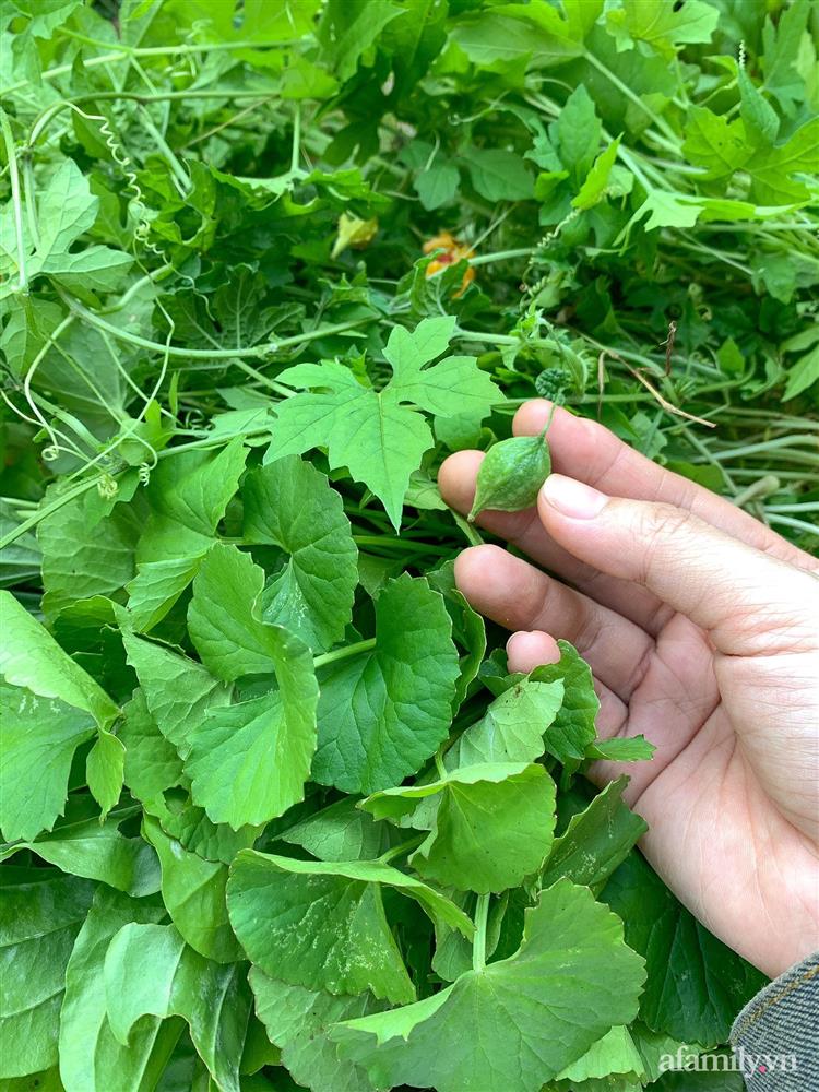 Cuộc sống yên bình bên khu vườn 2000m² sau hai năm bỏ phố về quê của cặp vợ chồng 9X-16