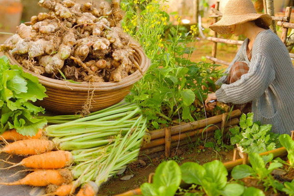 Khoảng sân nhỏ biến thành khu vườn đủ loại rau sạch tốt tươi nhờ tình yêu trồng trọt của mẹ trẻ-21